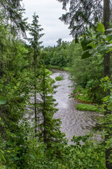 Fototapeta na wymiar Bend of the Ogre River. Top of spruce trees. Cloudy weather on summer day. Latvia nature.