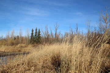Fototapeta premium Autumns Grass, Pylypow Wetlands, Edmonton, Alberta