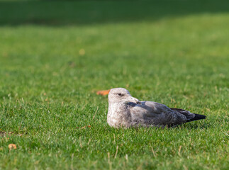 Seagull sitting on the green grass in the background