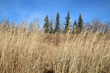 Wall Of Grass, Pylypow Wetlands, Edmonton, Alberta