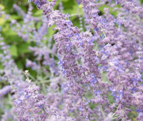 Perovskia atriplicifolia,  Russian sage, aromatic medicinal ornamental plant with scented lilac flowers