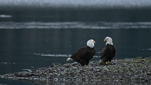 Bald Eagle (Haliaeetus leucocephalus) eating fish after a successful hunting for salmon in Fraser Valley, British Columbia, Canada
