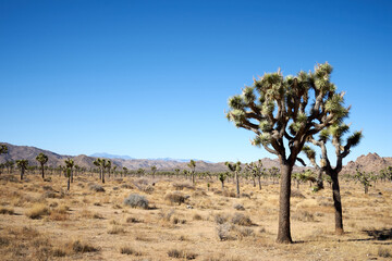 People with masks walking the trail in HIdden Valley of Joshua Tree National Park, California,...