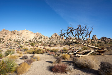 Joshua tree, Yucca brevifolia, in Park Boulevar of Joshua Tree National Park, California, United States