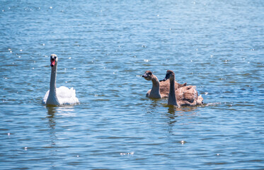 A white mute swan with orange and black beak and young brown coloured offspring with pink beak...