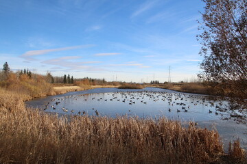 Pond of Geese, Pylypow Wetlands, Edmonton, Alberta