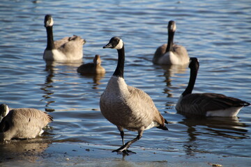 Geese Coming On Land, Pylypow Wetlands, Edmonton, Alberta
