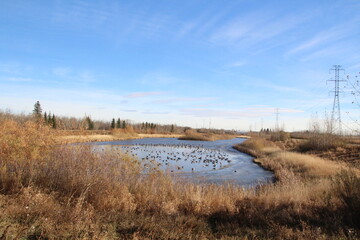 Autumn On The Wetlands, Edmonton, Alberta