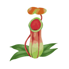 Tropical pitcher plant isolated on white background.  vector illustration. - obrazy, fototapety, plakaty