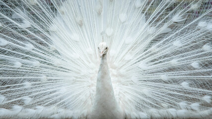 Obraz premium Beautiful White peacock