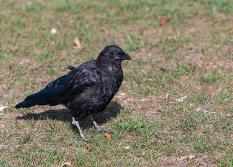 Young black crow sitting on ground in the park