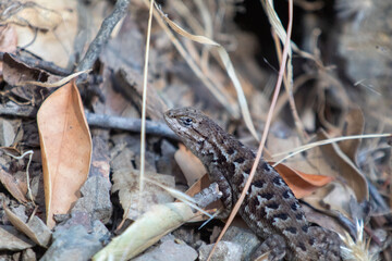 A western Fence lizard roaming free