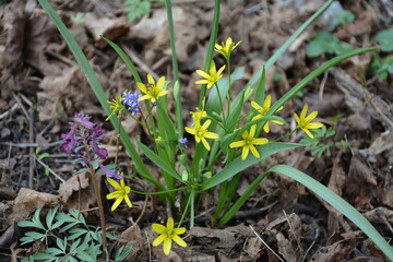 The first forest flowers among last year's foliage.