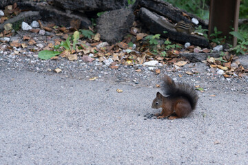 A beautiful squirrel nibbles seeds on a Hiking trail.