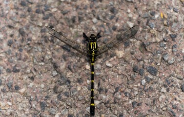 화려한 색을 가진 잠자리