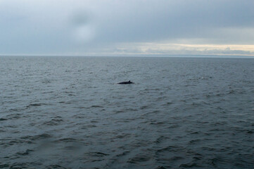 Obraz premium Baleine-Rorqual à Tadoussac