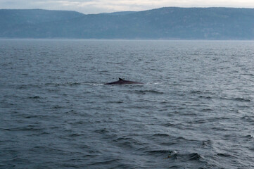 Baleine-Rorqual à Tadoussac
