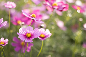 pink cosmos flowers