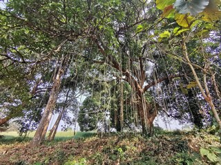 Fototapeta premium Hanging roots in the mango tree