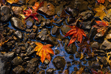 the fallen leaves