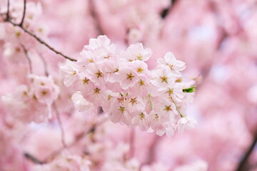 春の雰囲気に包まれて