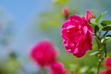 春を謳歌する赤いバラ