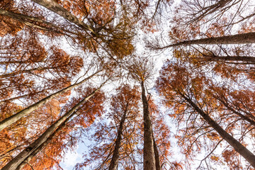 紅葉した築上町のメタセコイヤの林