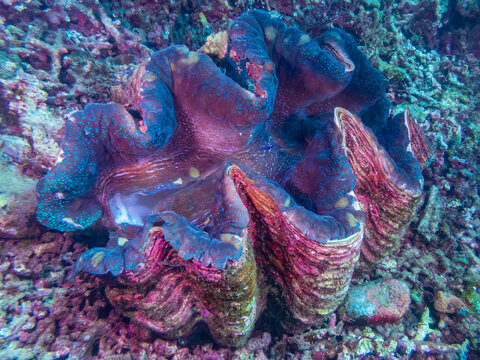 Giant clam (Tridacna gigas) the largest living bivalve mollusks on a tropical coral reef near Anilao, Batangas, Philippines.  Underwater photography and marine life.