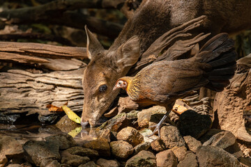 Female Red Junglefowl and Hog deer at the waterhole