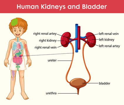 Human kidney bladder cartoon style infographic