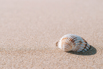 Summer holidays background. Seashells, shells on sand tropical sea beach. Tranquil beach scene with copy space.