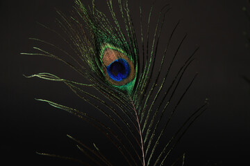 Peacock feather isolated on a black background