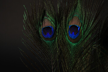 Peacock feather isolated on a black background