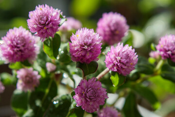 ピンクの丸い花　千日紅