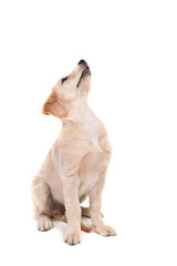 A puppy of Golden Retriever sits on an white background and looks up