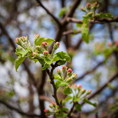 Selective focus. Pink apple blossom buds in spring.