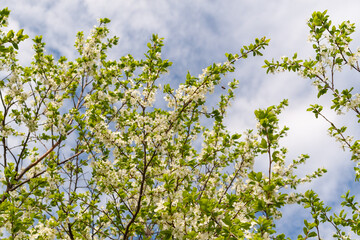 Blooming plum branches against the background of the spring sky. Blooming plum tree in the garden.