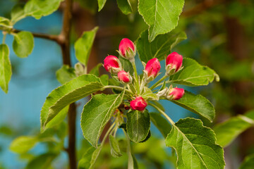 Selective focus. Red buds of a blossoming apple tree in spring. Close-up.