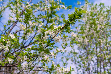 Blooming plum in the garden. Blooming branches of plum on a background of the spring sky.