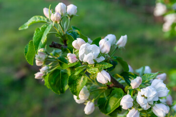 Selective focus. White buds of a blossoming apple tree in spring against a background of foliage. Close-up.