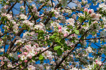 Lush flowering apple tree. White blossoming branches of an apple tree in spring against a blue sky.