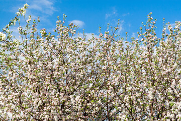 White blossoming branches of an apple tree in spring against a blue sky. Lush flowering apple tree.