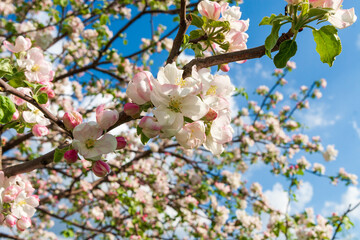 A lush blooming apple tree. White blossoming branches of an apple tree in spring against the blue sky.  With copy space.