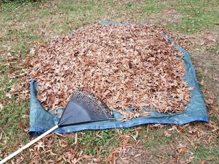 leaves and rake on blue tarp in autumn