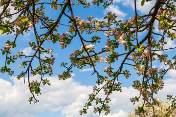 Lush flowering apple tree. White blossoming branches of an apple tree in spring against a blue sky.