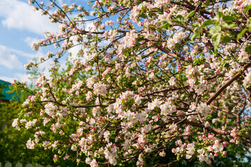 White blossoming branches of an apple tree in spring against the blue sky. With copy space.