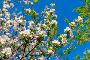 Gorgeous blooming apple tree in spring. A lush blooming apple tree. Apple tree against the blue sky.
