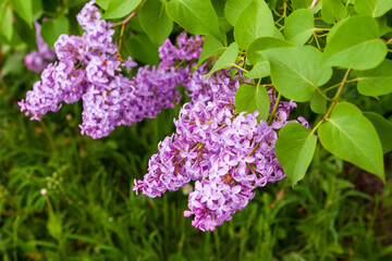 Lush bloom of lilacs. Blooming branches of lilac close-up. Selective focus.