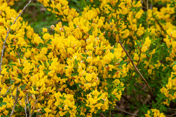 Steppe shrub with yellow flowers. Lush flowering of caragan.