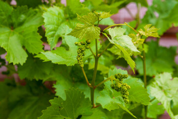 Grapes in the spring. Young vine with unripe berries.